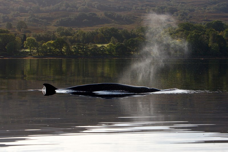 Hyperoodon planifrons
