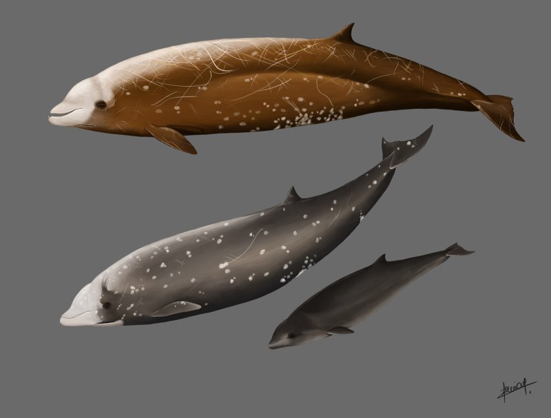 Клюворыл Ziphius cavirostris