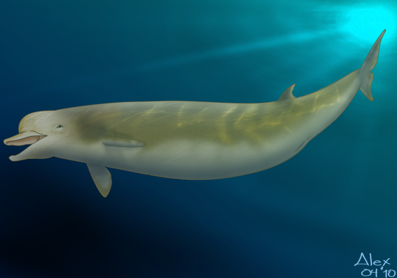 Hyperoodon planifrons