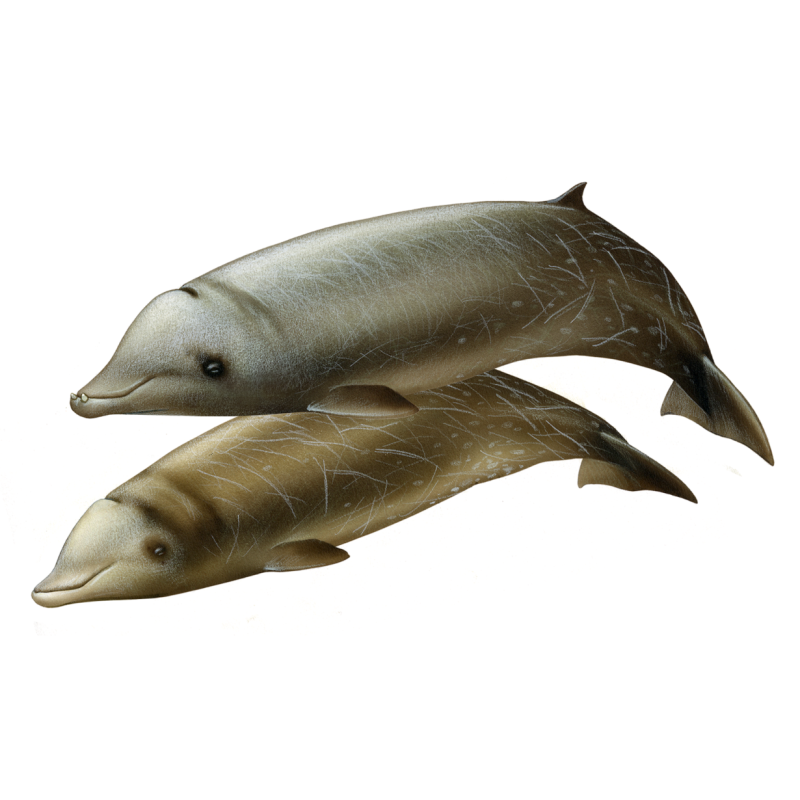 Клюворыл Ziphius cavirostris
