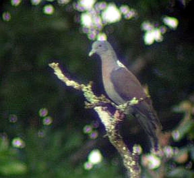Винно-красный голубь Columba delegorguei