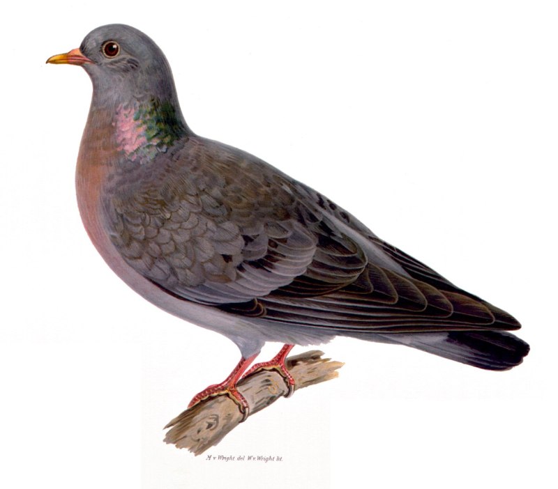 Columba sjoestedti