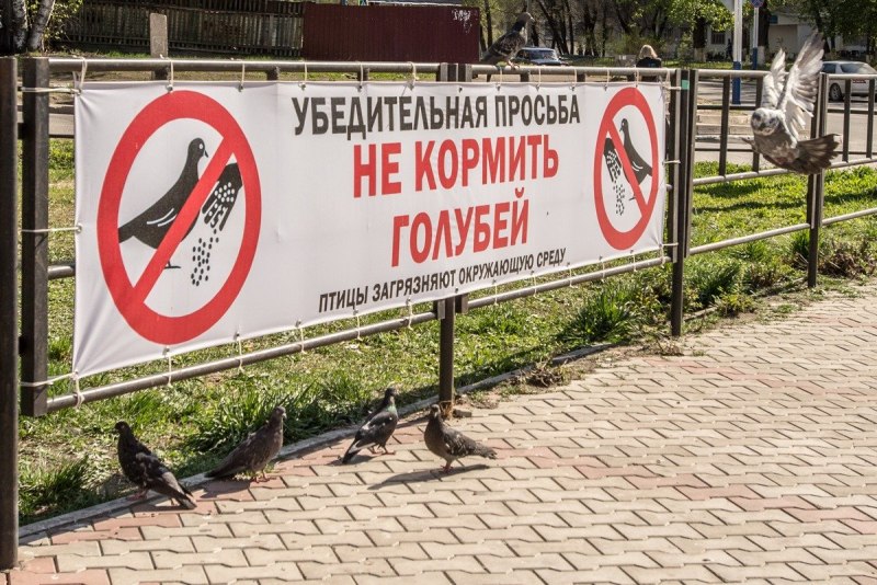Не кормите голубей