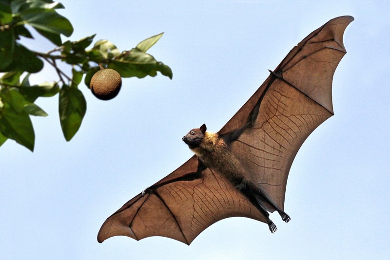 Flying Fox Cray