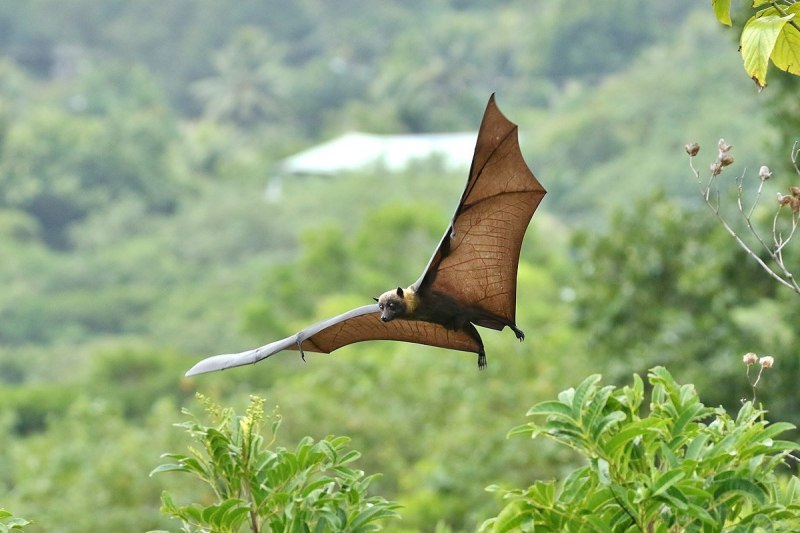 Pteropus mariannus