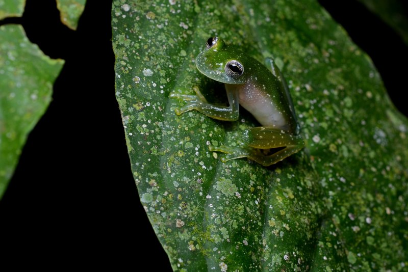 Стеклянная лягушка (лат.Centrolenidae)