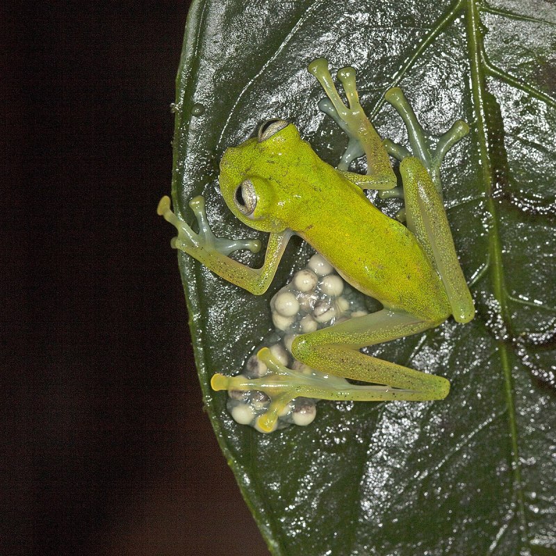 Nymphargus cochranae
