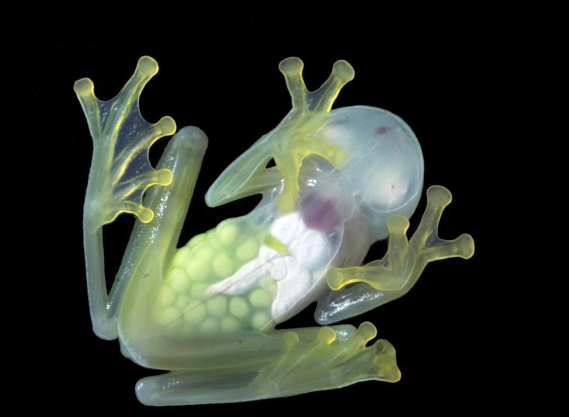 Hyalinobatrachium Dianae