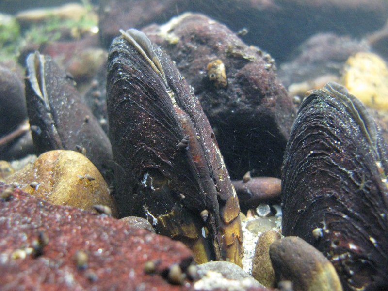 Жемчужница обыкновенная margaritifera margaritifera