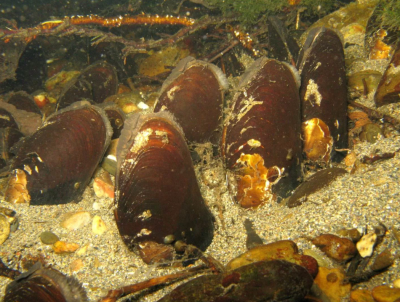 Жемчужница обыкновенная margaritifera margaritifera
