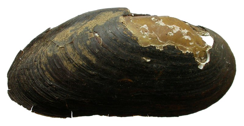 Пресноводная Жемчужница margaritifera margaritifera