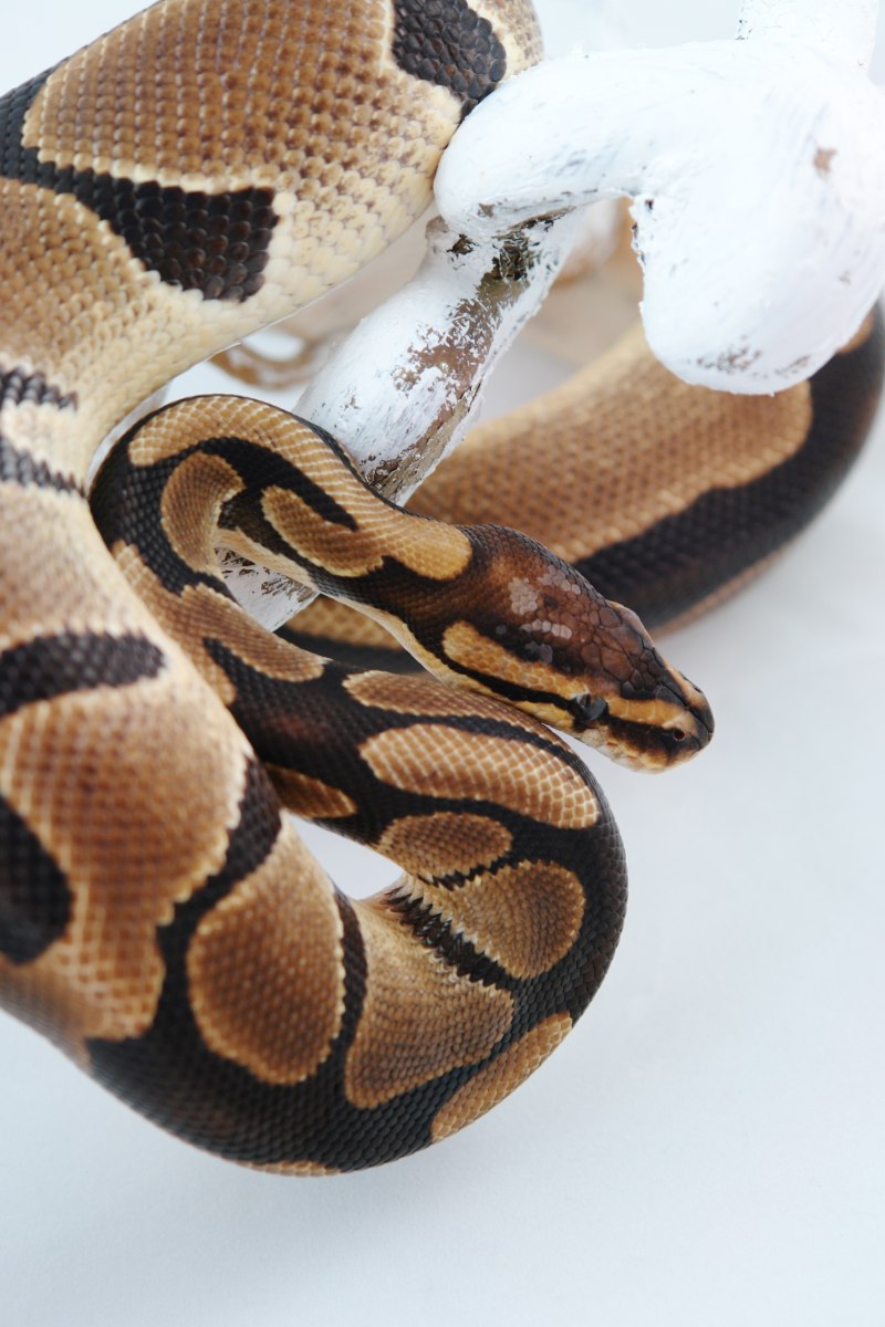 Удав обыкновенный boa Constrictor