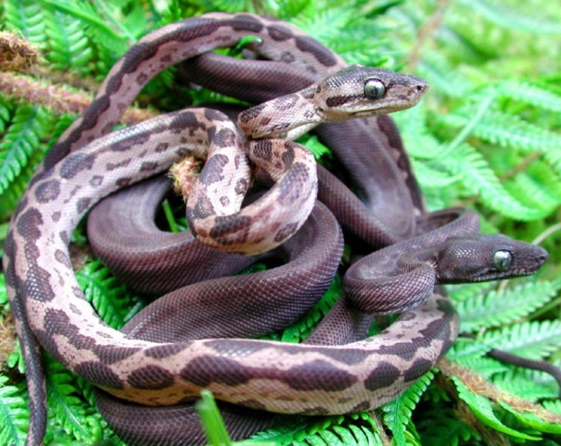Садовый удав Corallus hortulanus