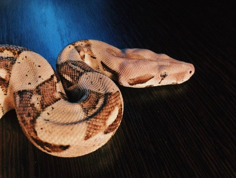 Boa Constrictor Imperator
