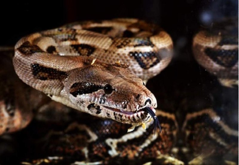 Удав обыкновенный Императорский (boa Constrictor Imperator)