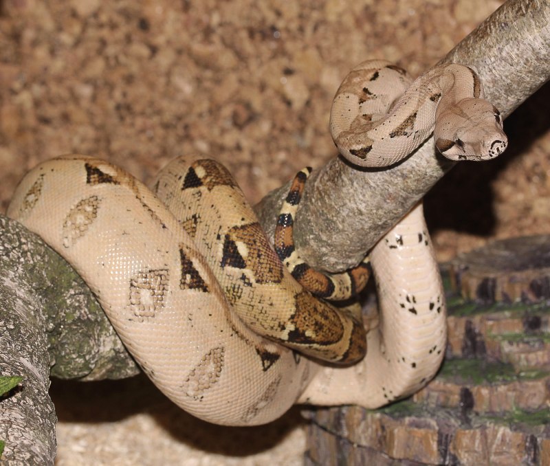 Удав обыкновенный boa Constrictor