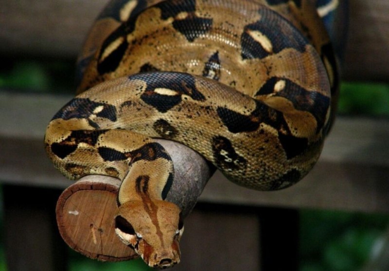 Удав обыкновенный boa Constrictor