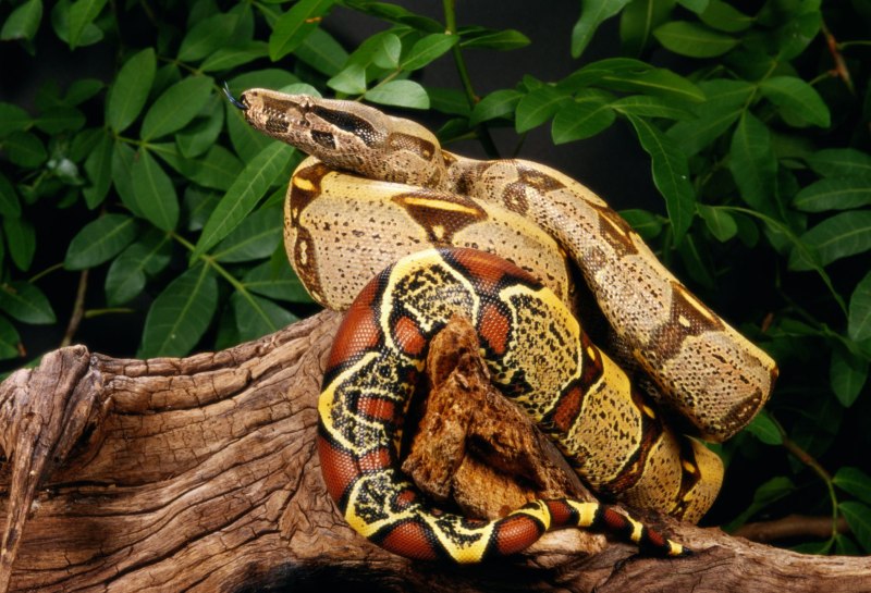 Удав обыкновенный boa Constrictor