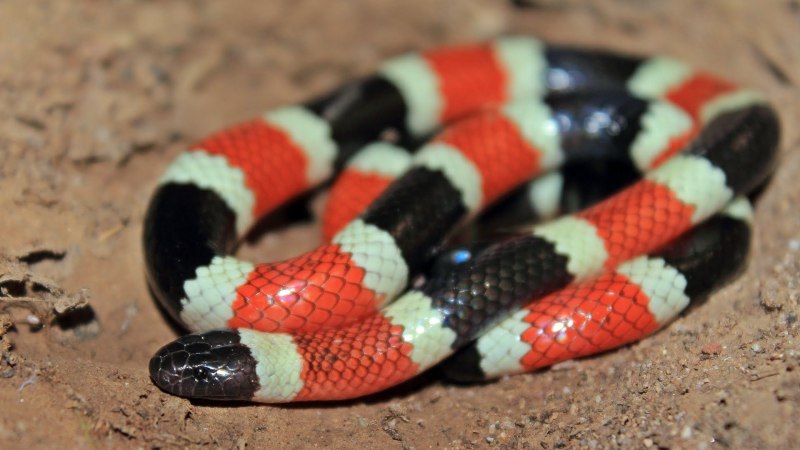 Sandsnake