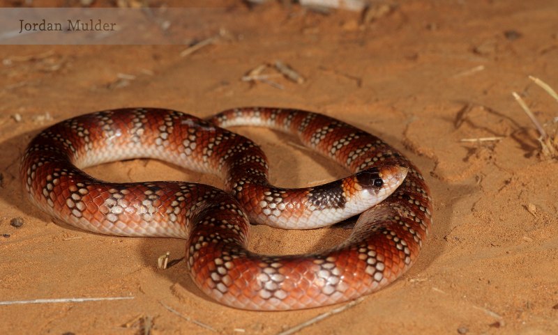 Wallpapers Brachyurophis approximans