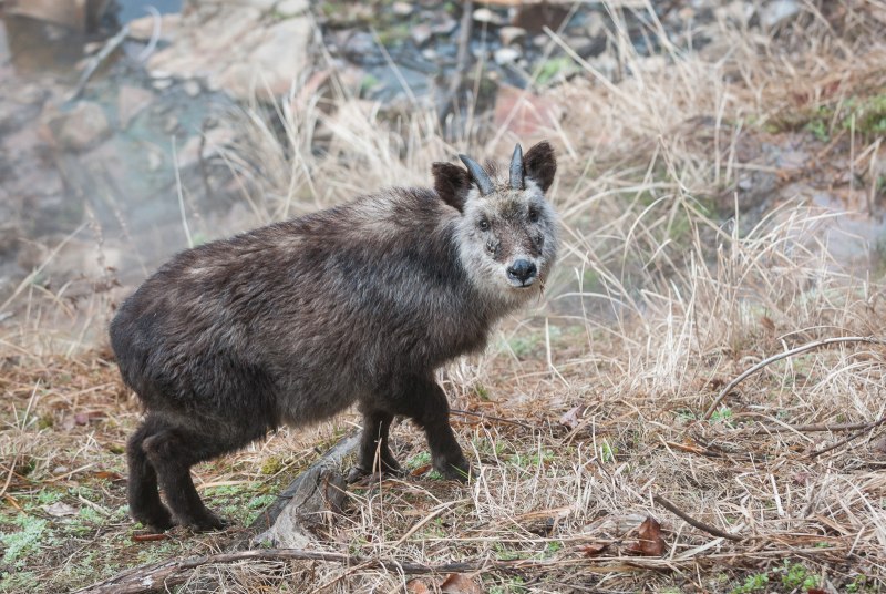 Serow Goat