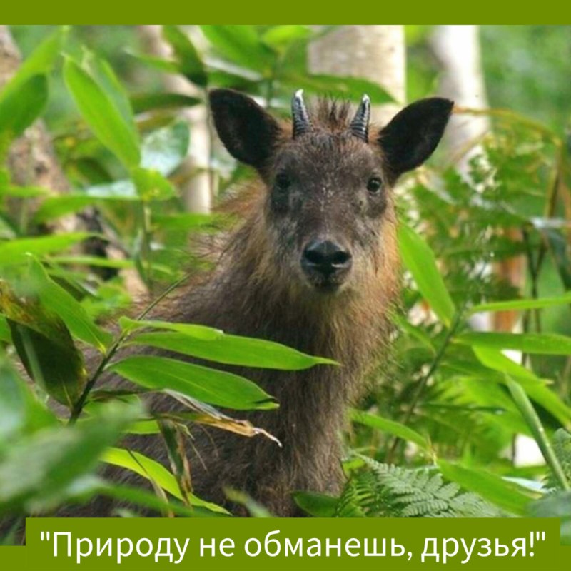 Серау в Японии