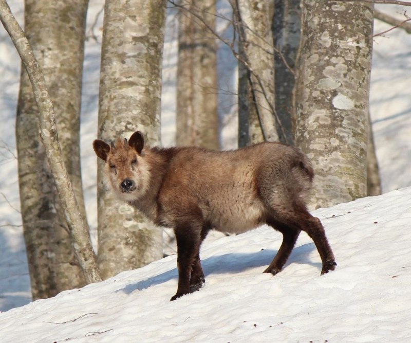 Японский сероу