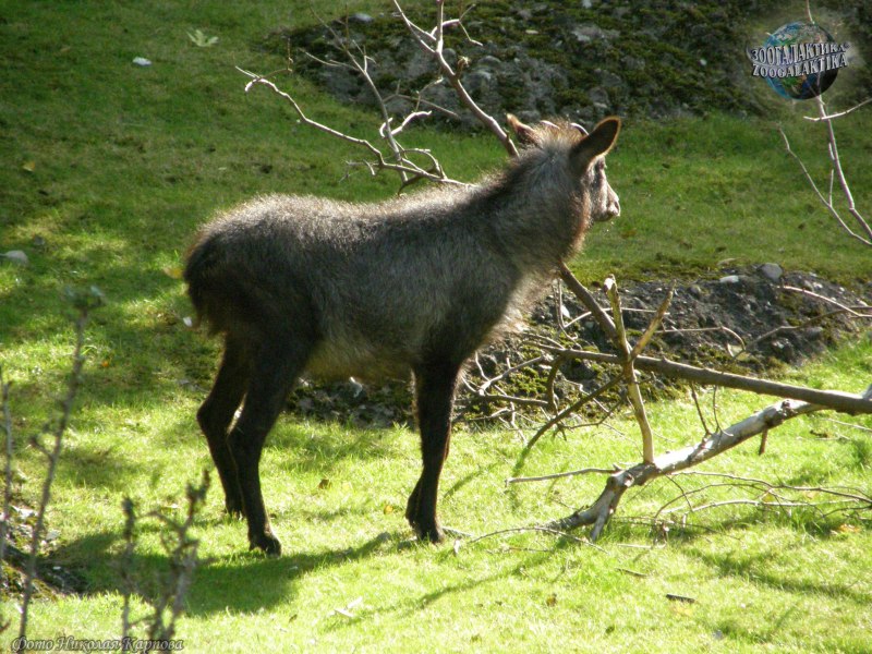 Serow Goat