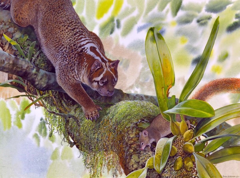 Marsupial Lion