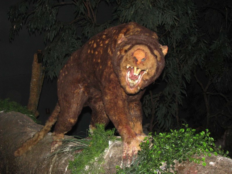 «Сумчатый Лев» (Thylacoleo)