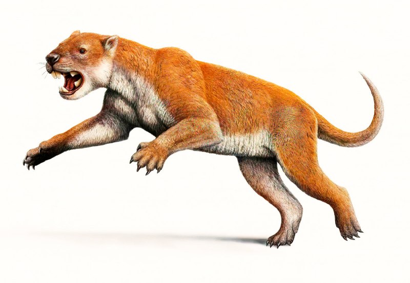 Сумчатый Лев (Thylacoleo Carnifex
