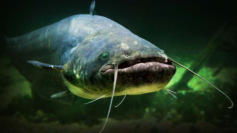 Обыкнове́нный сом Silurus GLANIS)