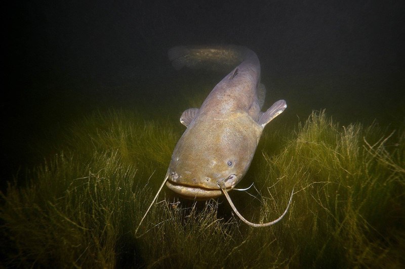 Обыкнове́нный сом Silurus GLANIS)