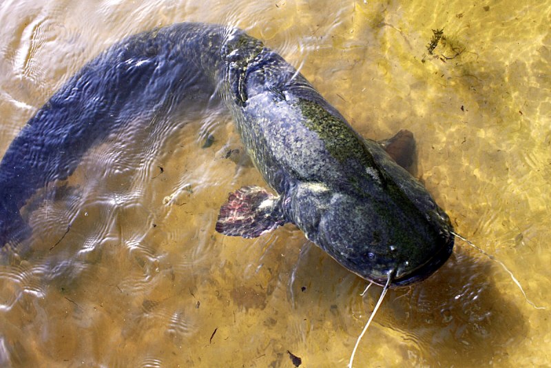 Silurus GLANIS рыба
