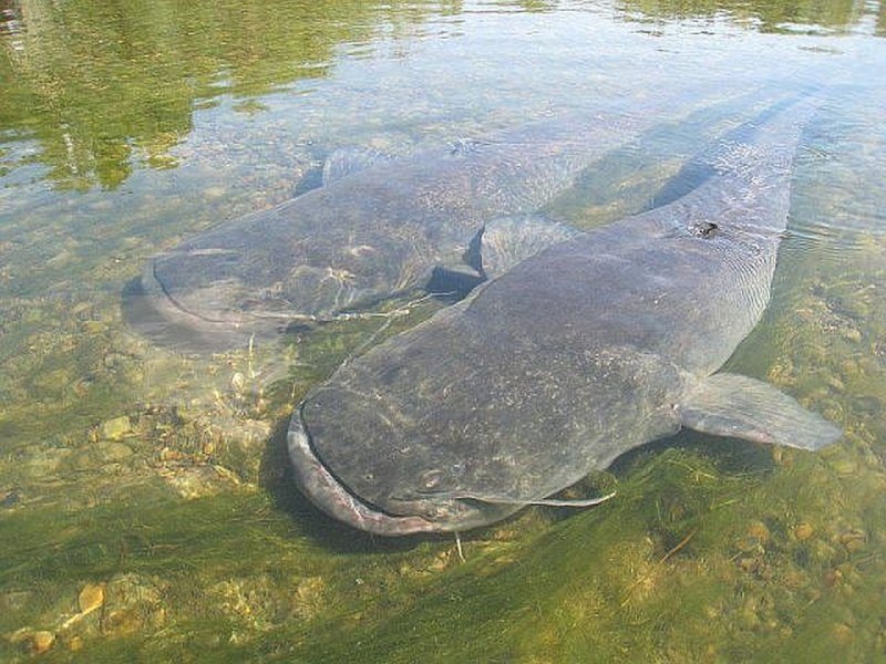 Сенгилеевское водохранилище сом людоед
