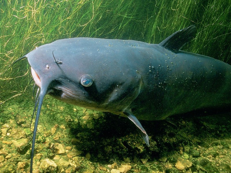 Wels Catfish