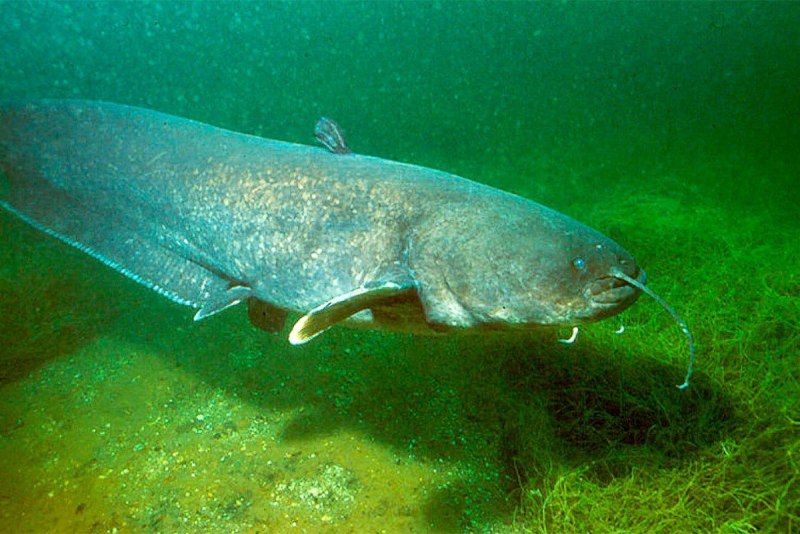 Зубатка (Silurus GLANIS)