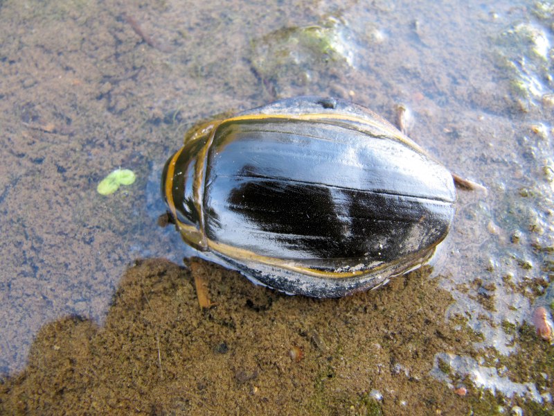 Dytiscus Latissimus
