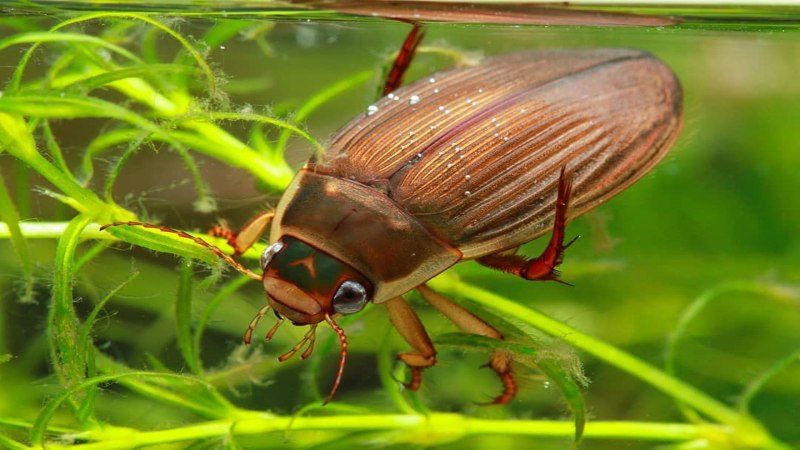 Окаймлённый плавунец (Dytiscus marginalis)