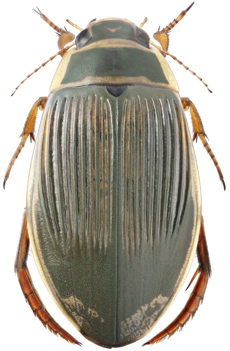 Жук Dytiscus Latissimus
