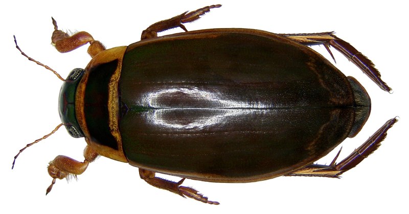 Жук-плавунец Dytiscus marginalis