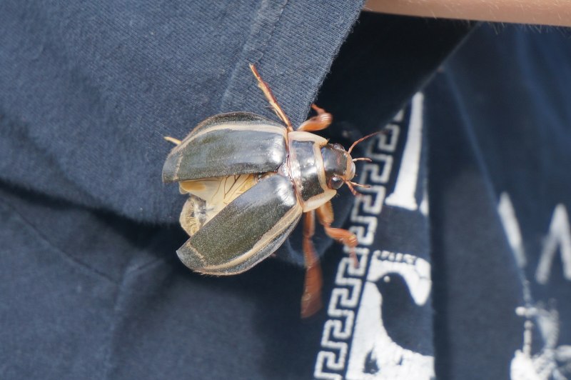 Широкий плавунец Dytiscus Latissimus