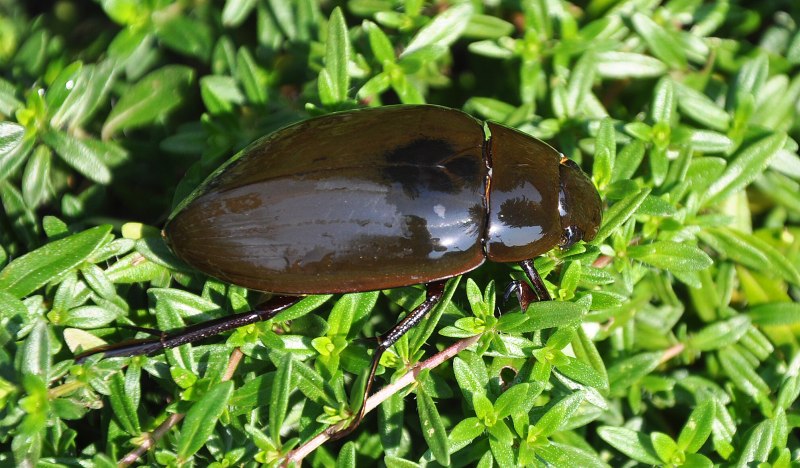 Hydrophilus piceus