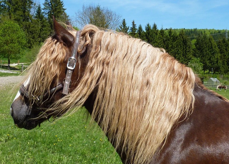 Kaltblut Horse