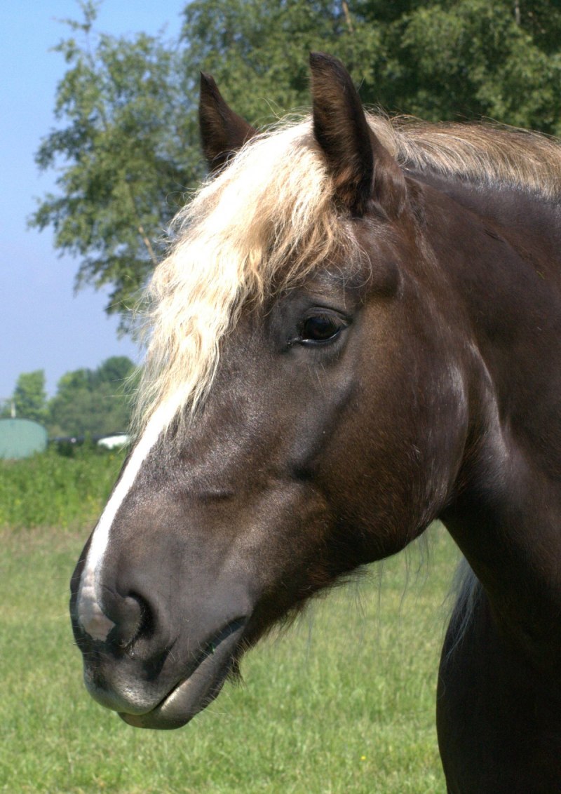 Flaxen Horse