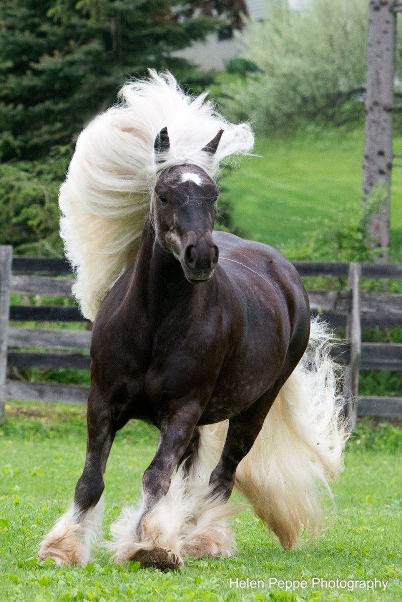 Лошадь породы Gypsy Vanner