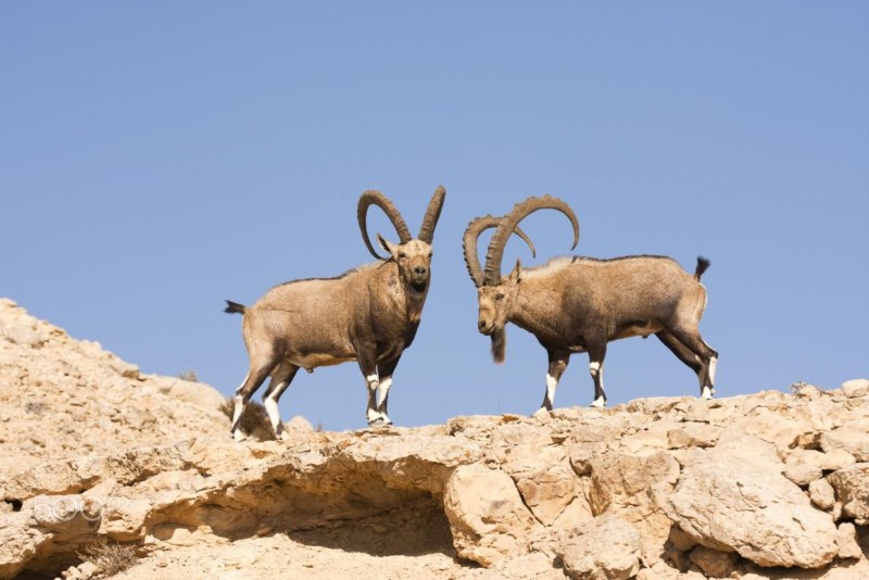 Nubian Ibex
