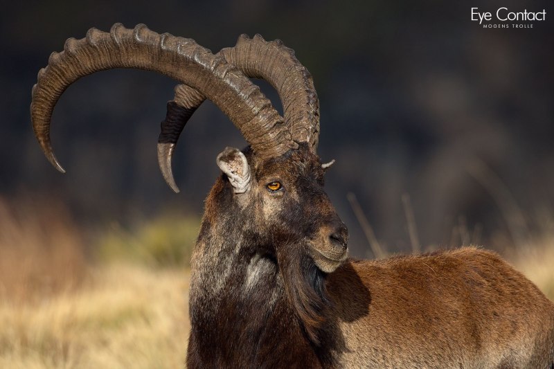 Walia Ibex