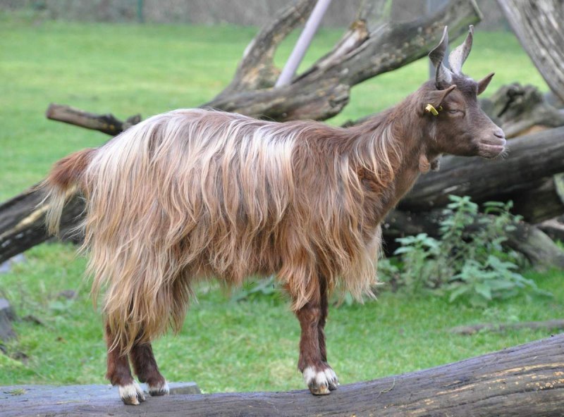 Безоаровый козёл (Capra aegagrus)