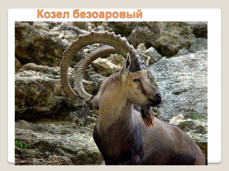 Безоаровый козел в Дагестане